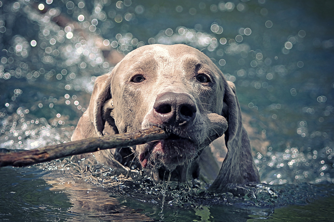 Tasmasız yürüyüş eğitimi